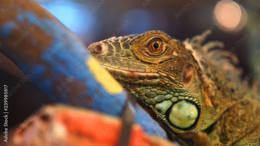 Fototapeta premium Closeup shoot of colorful lizardface with skin texture detail.