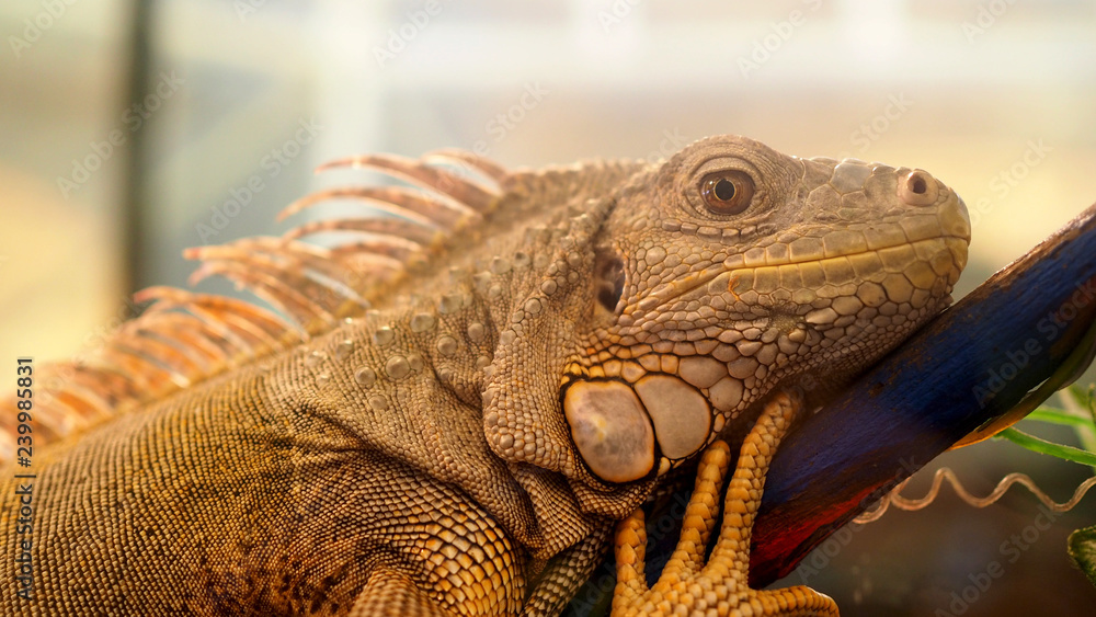 Fototapeta premium Closeup shoot of iguana face with skin texture detail.
