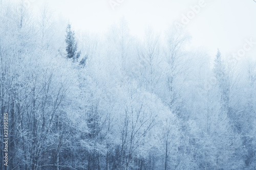 Winter backgeound. Nature background. Winter snowy forest. © flexelf
