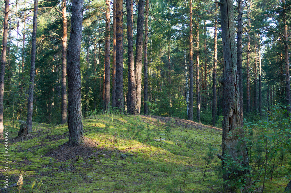 Fototapeta premium Pine forest