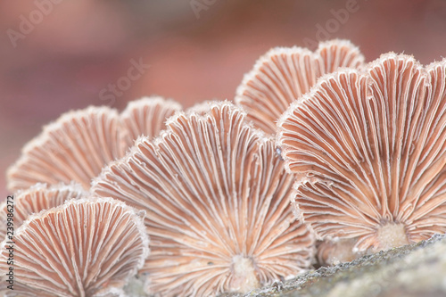 Gillies, Split Gills or Split gills, Schizophyllum commune, is an important medicinal mushroom with antiviral properties photo