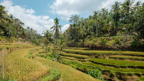 Tegalalang Rice Terrace - Bali