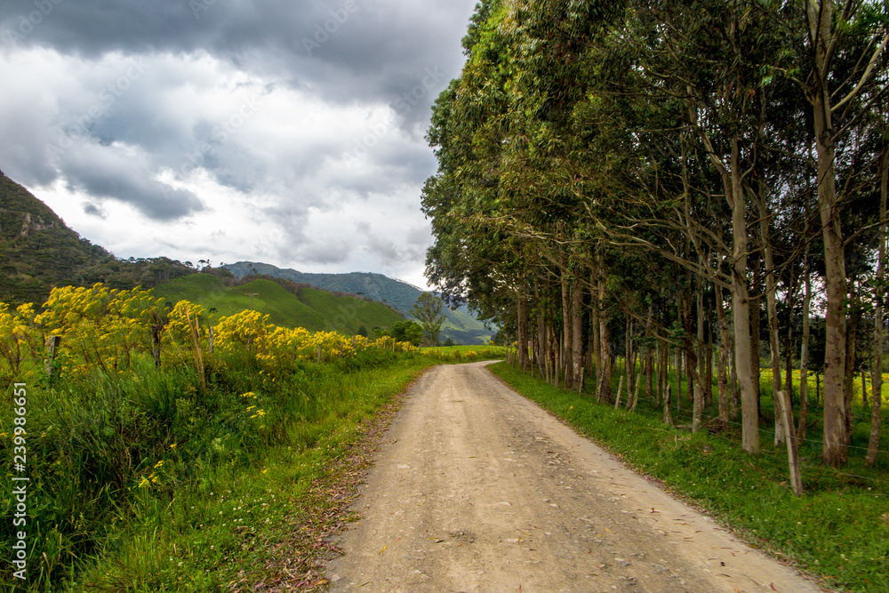 Dirt road with trees and flowers on the sides and mountains in the background, cloudy sky, Urubici, Santa Catarina