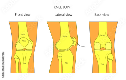 Vector illustration anatomy of a healthy human knee joint isolated on white background. Front, back and side or lateral view of the knee joint. For advertising and other medical publications