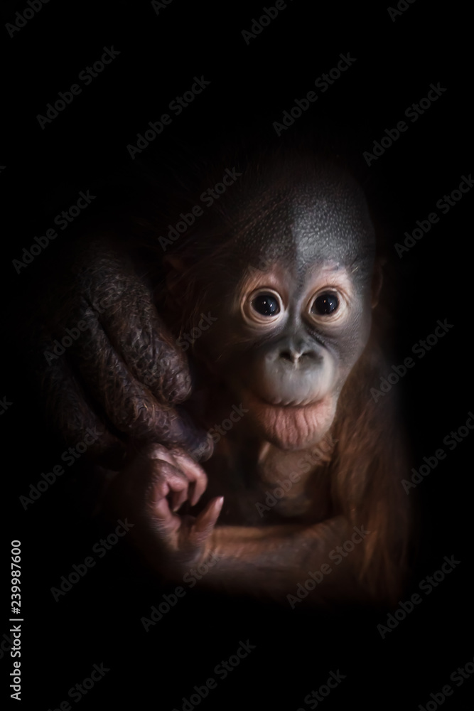 A small baby orangutan boldly looking forward. A small baby orangutan boldly looking forward.