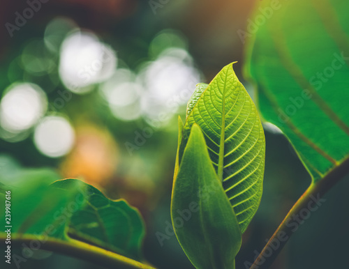 Korth Cottage Leaves (Kratom flowers) growing in nature are addictive and medical.