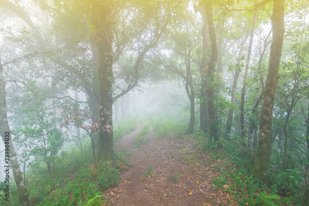 Naklejka premium pine tree rainforest at mon jong national park ,chaing mai,Thailand