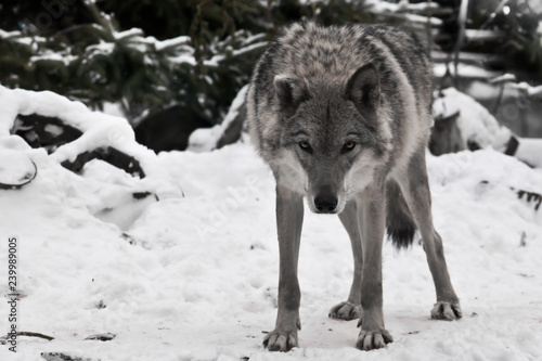 A wolf looks directly at you with its head down - a wolf's gaze, the figure of a predator expresses danger photo