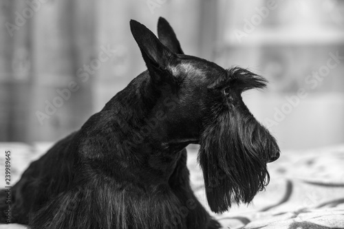 Fotografie beautiful portrait of a funny Scotch Terrier