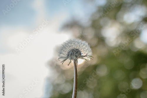 Pusteblume