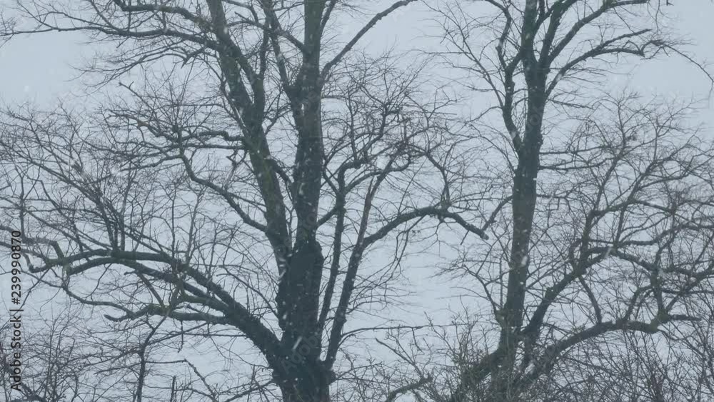 Snow Falling On Bare Trees Snow Falling On Bare Trees