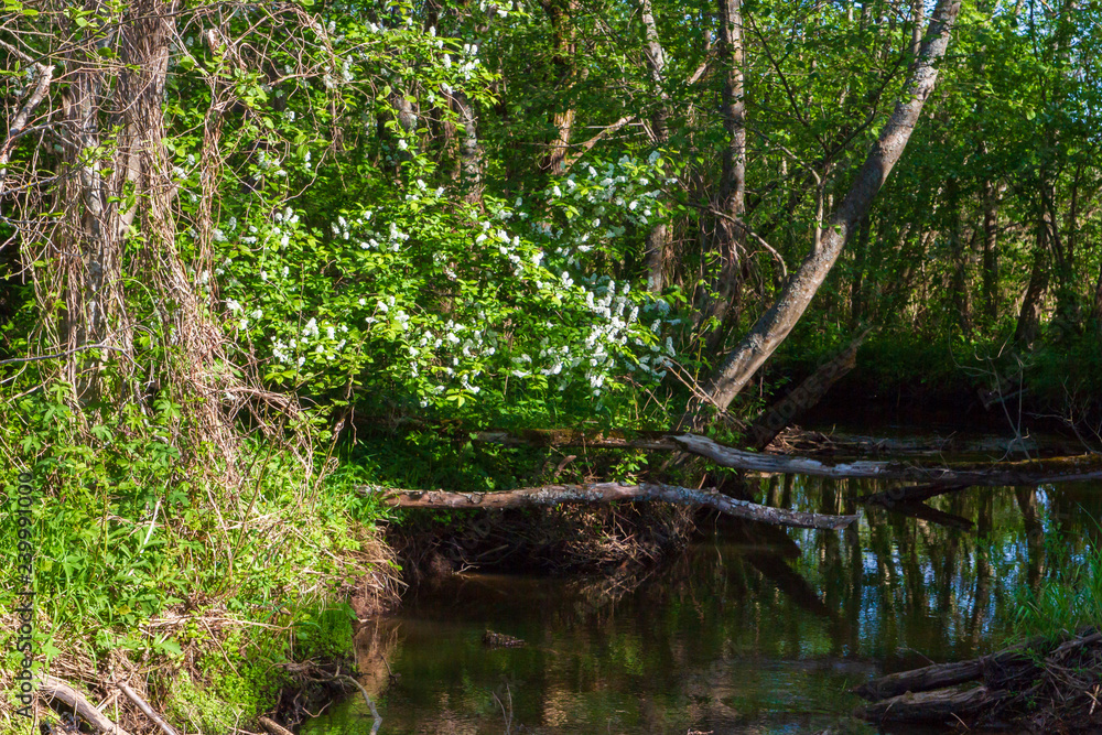 Small river in the forest in late spring Small river in the forest in late spring