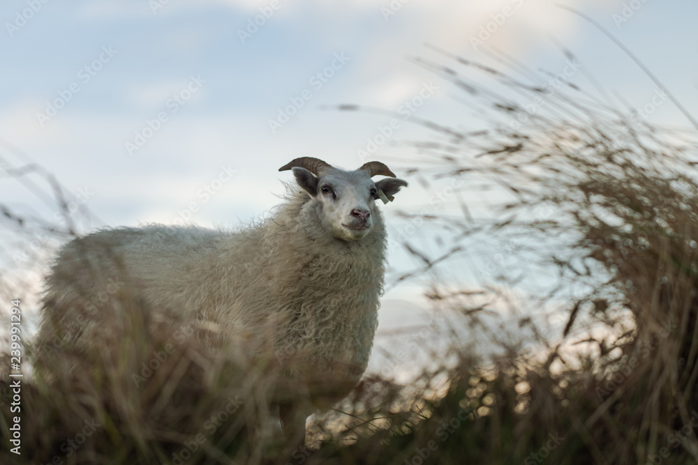 Fototapeta premium White sheep standing in tall grass
