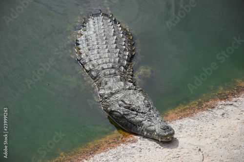African crocodiles