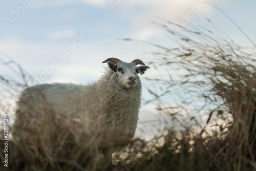 White sheep standing in tall grass