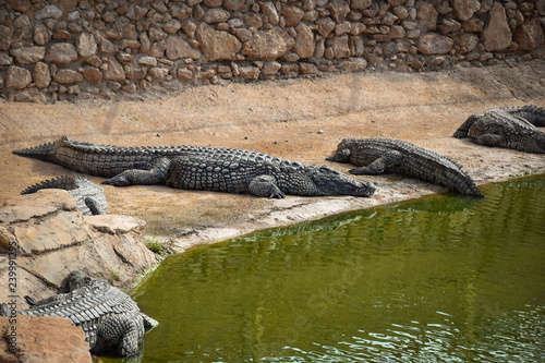 African crocodiles