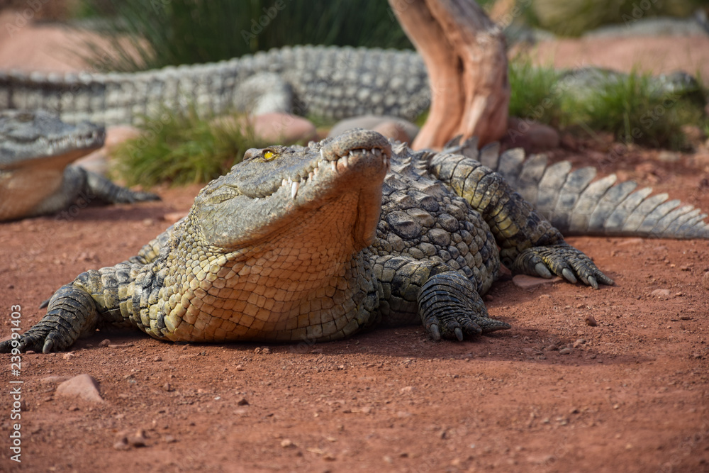 Fototapeta premium African crocodiles