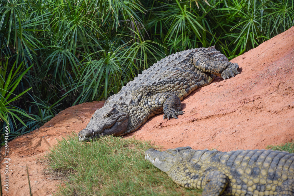 Fototapeta premium African crocodiles