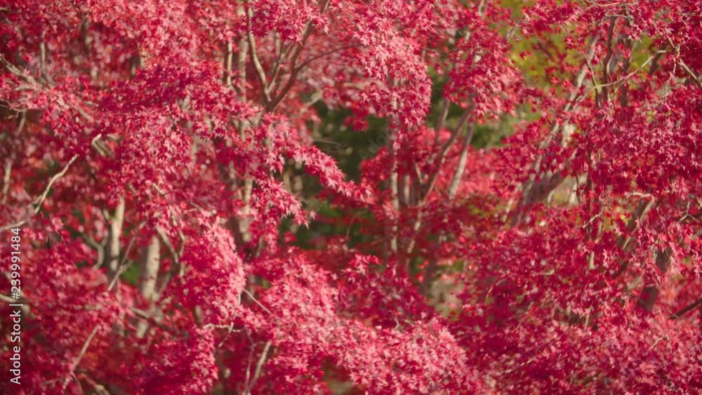 Vibrant red / pink autumn leaves sway on branches in a light breeze Vibrant red / pink autumn leaves sway on branches in a light breeze