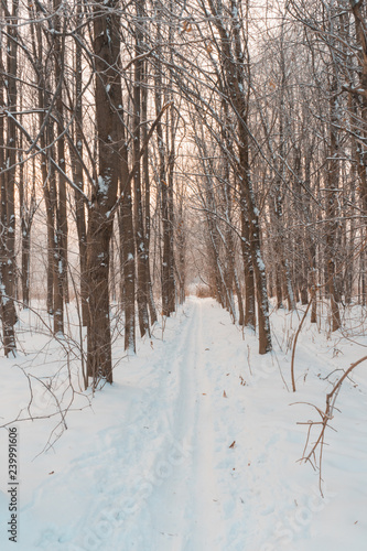 Frosty cold winter snow-covered forest