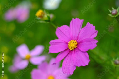close up Cosmos flower garden and natural green background. Blurred image to make vintage style.  