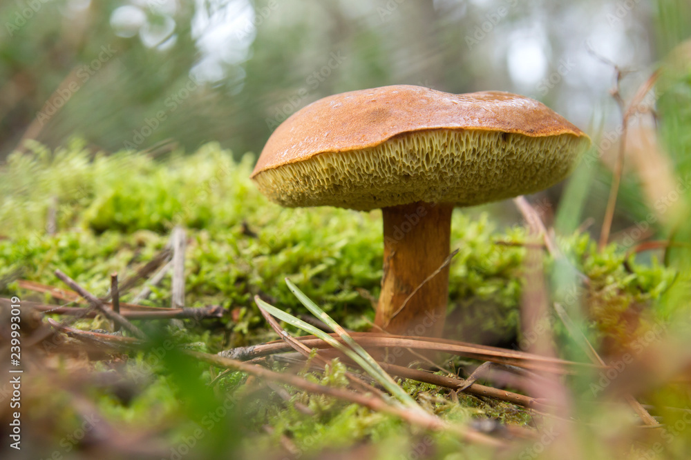 Bay bolete on the green moss