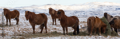 Islandpferde auf verschneiter Weide in Island