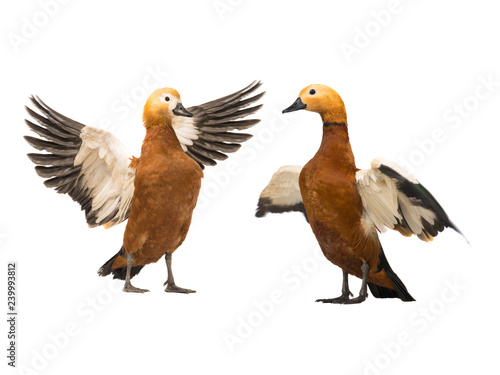  female and male Beautiful bright red duck (Ogar)