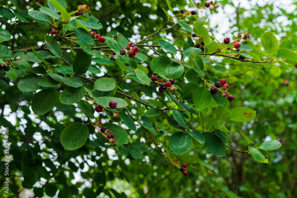 Irgi berries on the branches. Delicious, vitamin berries on the tree in summer