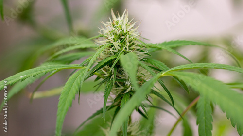 top of marijuana plant 