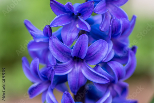 Blue Hyacinth Flowers Close up
