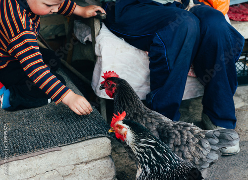 Hen feeding. boy and man are fed from hands a black chicken with a red comb.