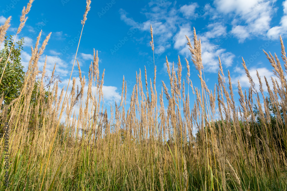 Fototapeta premium Dry stalks of tall grass on a background blue sky