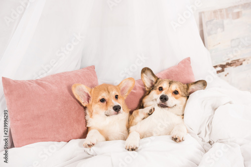 funny pembroke welsh corgi dogs lying in bed at home