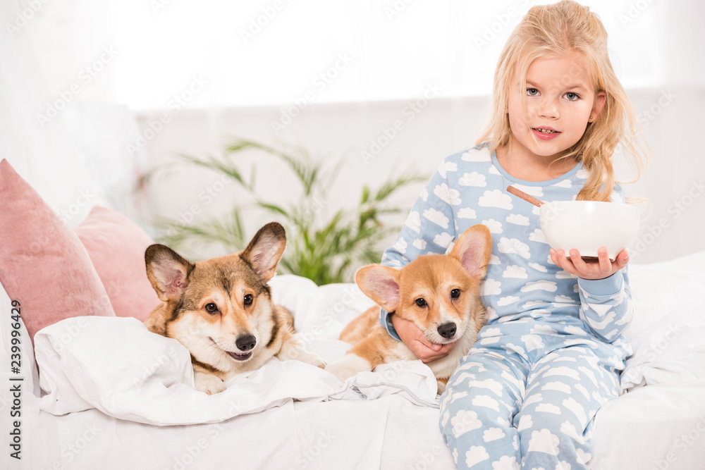 cute child sitting on bed with pembroke welsh corgi dogs and holding bowl of cereal cute child sitting on bed with pembroke welsh corgi dogs and holding bowl of cereal