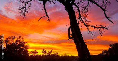 Silhouetted trees at sunset in South African bush