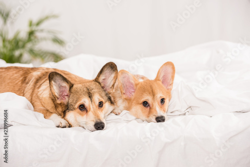 adorable welsh corgi dogs lying in bed and looking at camera at home