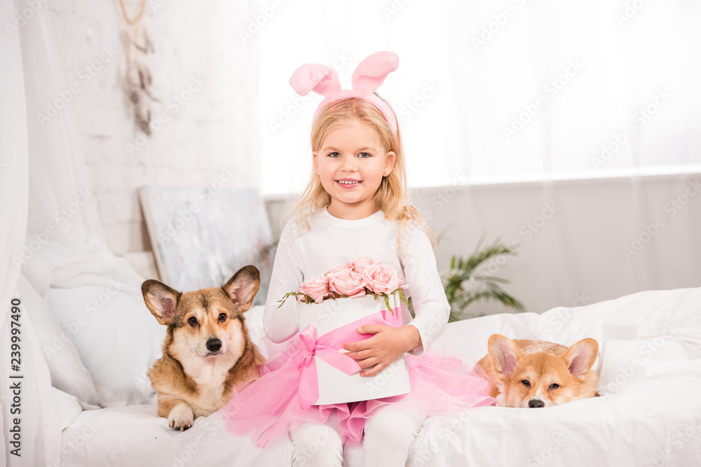 cute child in bunny ears headband sitting with welsh corgi dogs and holding pink roses on bed at home