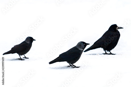 three black birds on white snow