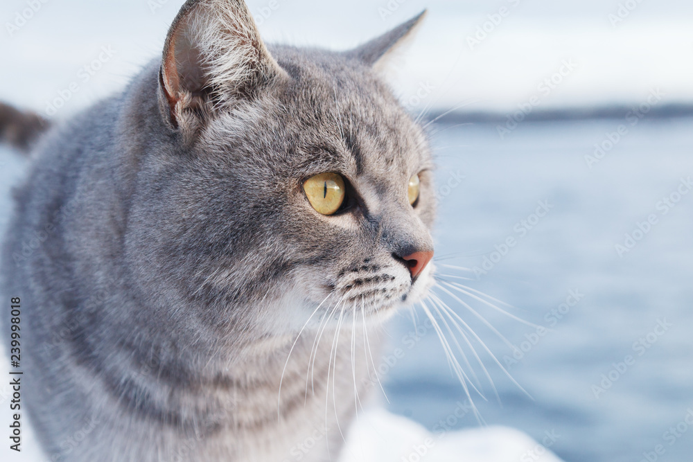 Grey striped cat walks on the snow-covered Bank of the river or the sea on a frosty Sunny day Grey striped cat walks on the snow-covered Bank of the river or the sea on a frosty Sunny day