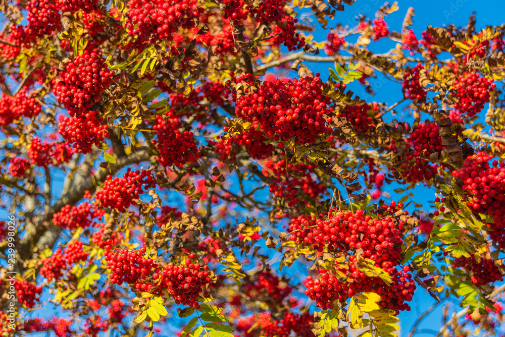Red Rowanberry on the Backgroung of Autumn Blue Sky