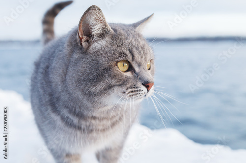 Wallpaper Mural Grey striped cat walks on the snow-covered Bank of the river or the sea on a frosty Sunny day Torontodigital.ca