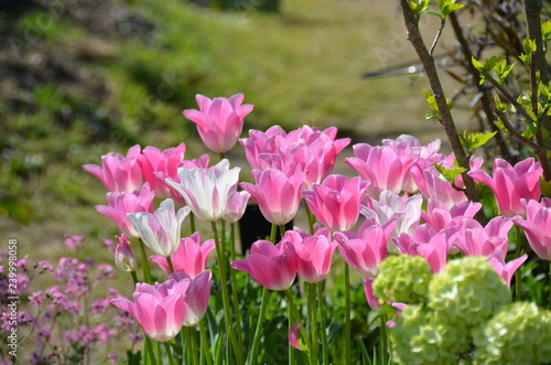 Beautiful pink and white tulips