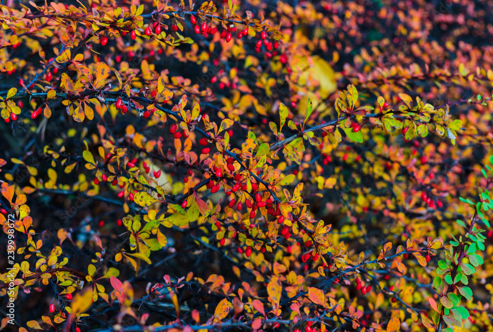 Decorative barberry bushes with fiery leaves and red berries. Autumn landscape Decorative barberry bushes with fiery leaves and red berries. Autumn landscape