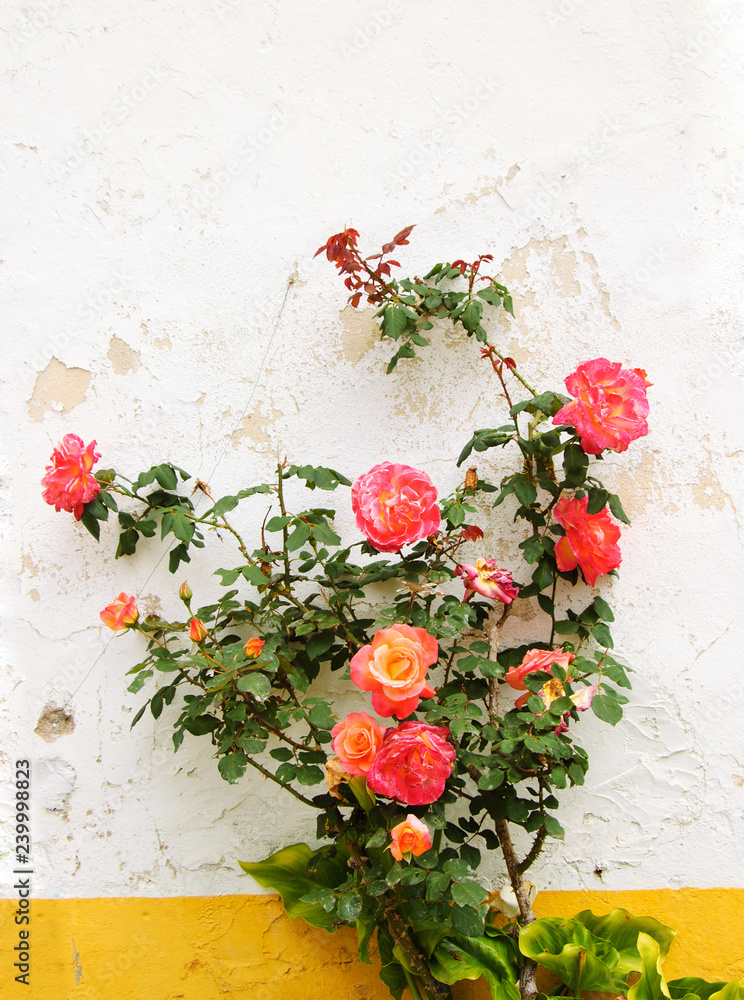 Rose bush near the wall of typical Portuguese rural house (white wall and yellow line).