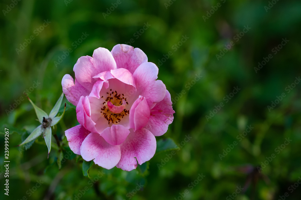 Obraz premium Flowers 