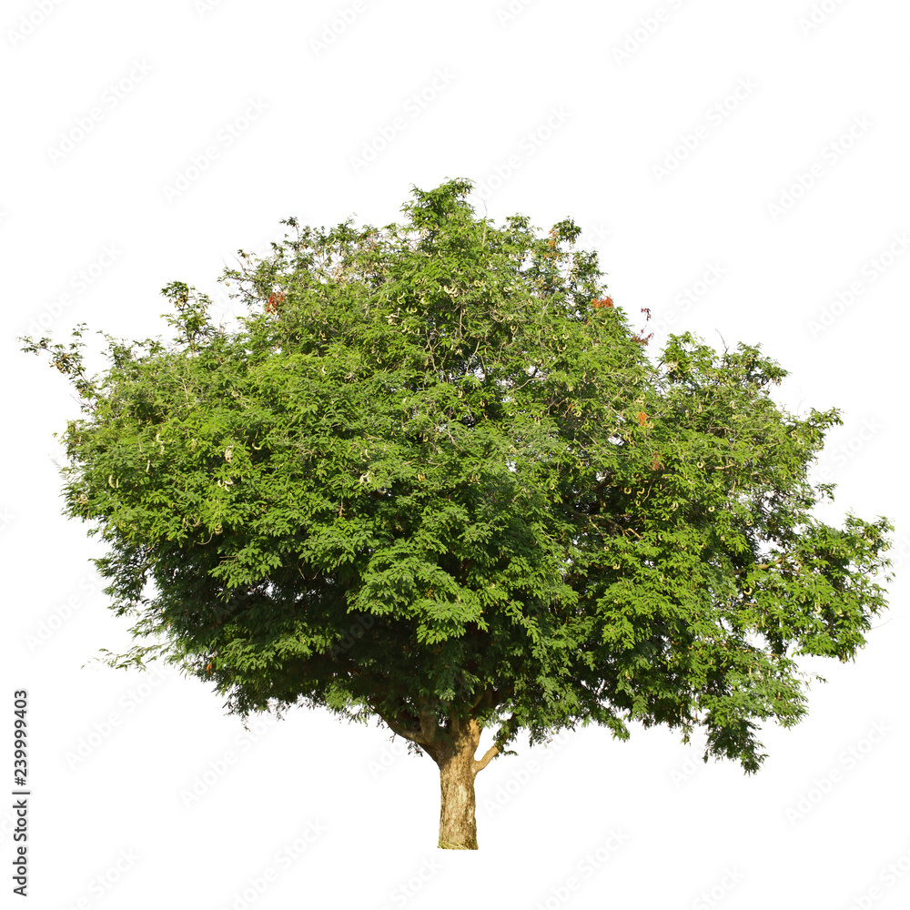 Obraz premium big tree isolate on white background