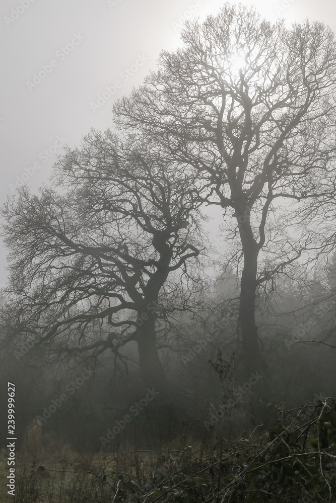 kahler Baum im Winter im Nebel, Konzept Natur Bestattung, Beerdigung, Waldbestattung kahler Baum im Winter im Nebel, Konzept Natur Bestattung, Beerdigung, Waldbestattung