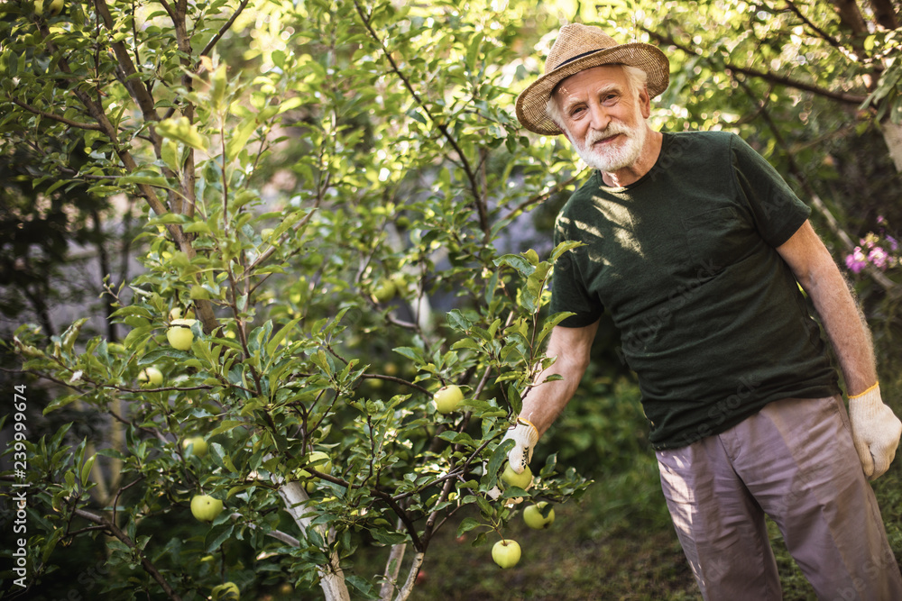 Old gardener reaping fruits of his labor