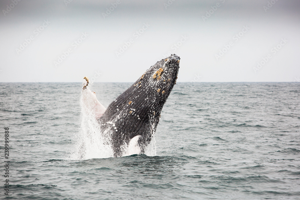 Fototapeta premium Whale jumping out of the pacific ocean around Puerto Lopez, Ecudaor